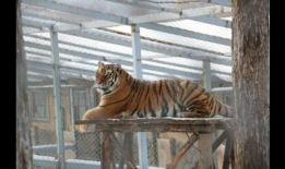 东北虎视频,野生王者之威严瞬间